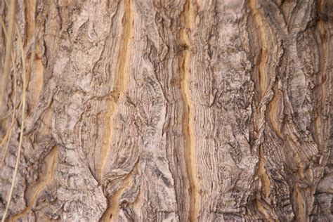 Free Images Nature Wood Palm Tree Texture Bark