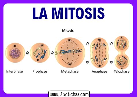 ¿qué Es La Mitosis Las 4 Fases De La Mitosis Explicadas