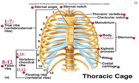 The Thoracic Cage — Steemit