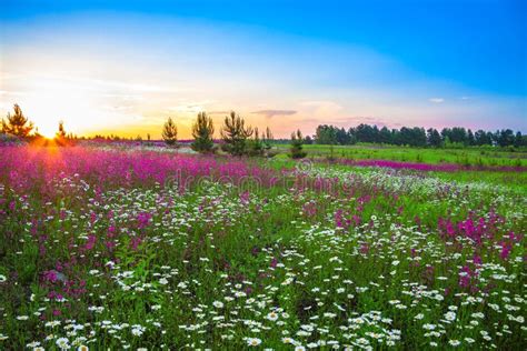 Summer Landscape With Flowers On A Meadow And Sunset Stock Photo