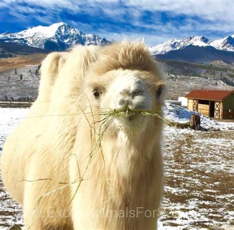 Josey has great conformation, perfect humps, and has a very calm temperament. Bactrian Camel For Sale for Sale