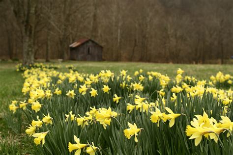 42 Field Of Daffodils Wallpaper
