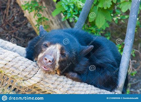 Sleeping Bear In A Zoo Stock Photo Image Of Animal 210989506