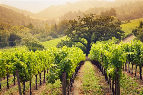 As Napa Valley Reopens Wine Tasting Has A New Set Of Rules Lonely Planet