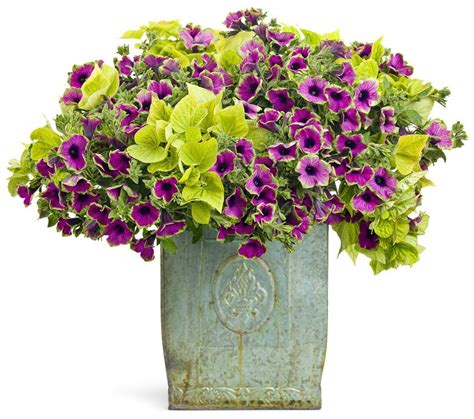 All proven winners grown plants will arrive in those pots, with a special tag and stake with information about that plant. Supertunia® Pretty Much Picasso® - Petunia hybrid | Proven ...