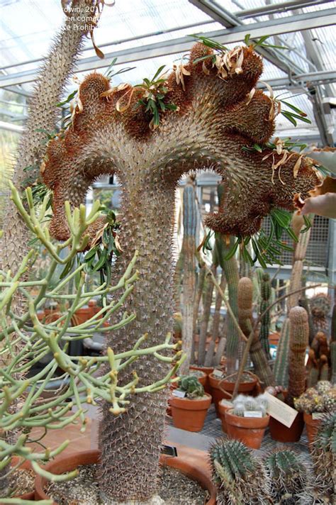 This plant requires bright light and fairly warm temperatures. PlantFiles Pictures: Cristate Madagascar Palm (Pachypodium ...