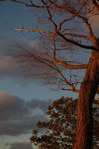 Vegetable Sunset And Old Tree