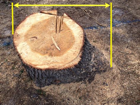 Calculate The Cost Of Your Stump Removal