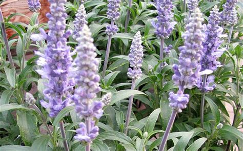 Commercial pest control phoenix az | blue sky pest control. Buy Sensation Sky Blue Salvia - Sage - 1 Gallon ...