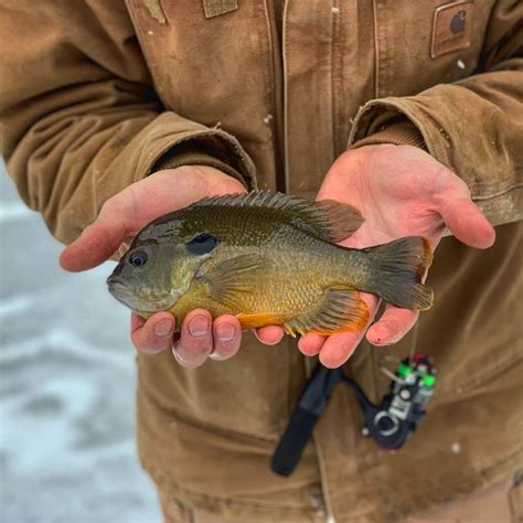 Knowing Your Sunfish Bluegill And Pumpkinseed Bears Den Lodge