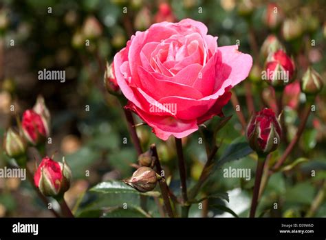 Floribunda Rose Bella Rosa Rosa Rosaceae Stock Photo Alamy