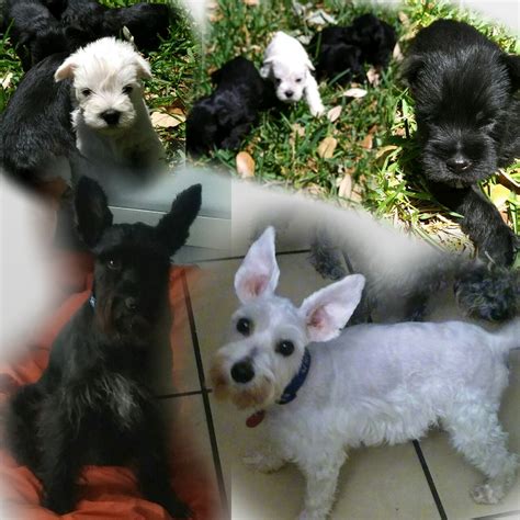 Find local miniature schnauzer puppies for sale and dogs for adoption near you. Miniature Schnauzer Puppies For Sale | San Antonio, TX #194999