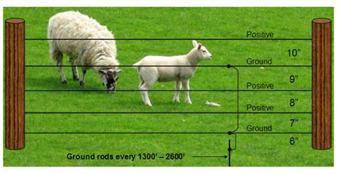 Build your own electric goat fence. Sheep Fencing