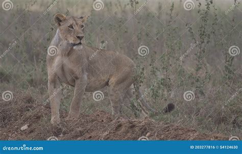 Lioness Standing And Looking Alert In The Wild Nairobi National Park