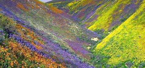 Valley Of Flowers Uttarakhand Top Tourist