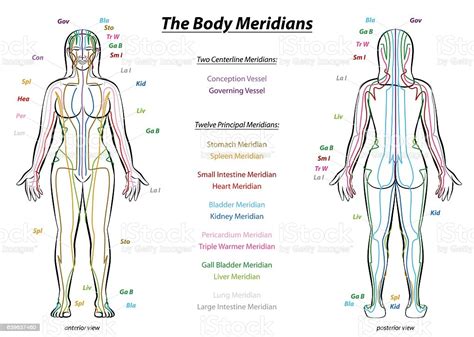 For medical professionals like nurses, doctors and paramedics. Meridian System Description Chart Female Body Stock ...