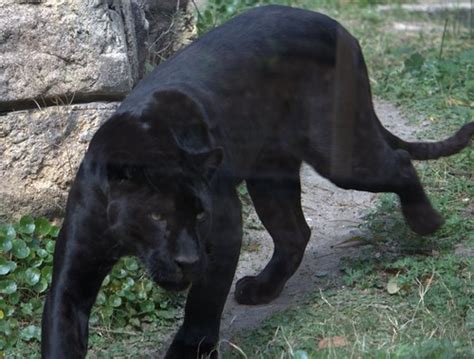 Black Jaguar Diet Habitat Facts And Lifespan With