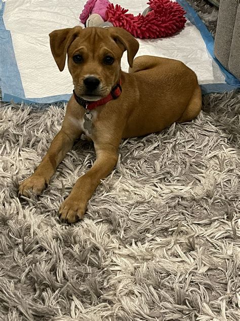 Gaye Esser on Twitter: "Meet Finley(purple collar) and Reynolds(red