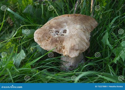 Big White Mushroom In The Grass Closeup Stock Photo Image Of Healthy