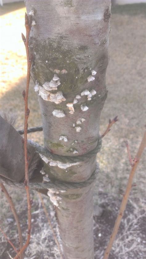 White Flaky Stuff On My Cherry Tree