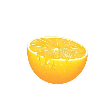 Half Orange Slice Stock Vector Illustration Of Food 214500831