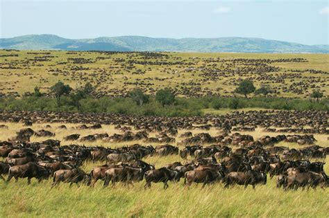 Maasai Mara National Reserve Kenya About Masai Mara Reserve