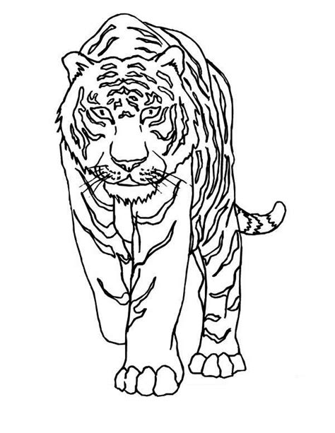 A Tiger Walking Very Cautiously Coloring Page Download