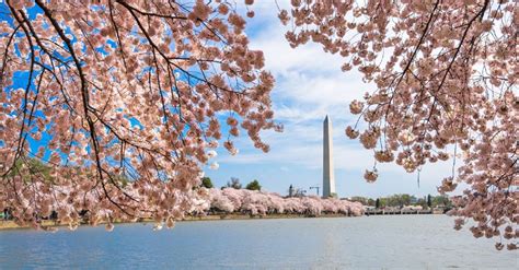 Best Places To See The Cherry Blossoms In Dc