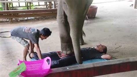 thai elephant massage p youtube