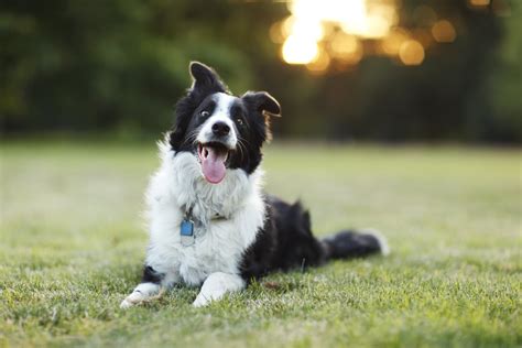 Cute Pictures Of Border Collies Popsugar Pets