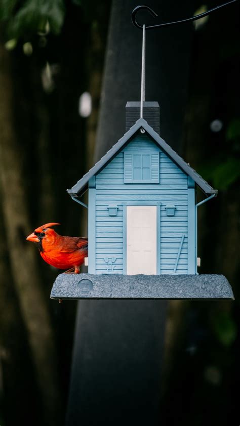 Bird Birdhouse Red Cardinal