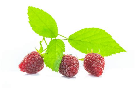 Free Images Nature Group Raspberry Fruit Berry Sweet Summer Meal Red Produce Macro