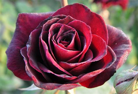Papa Meilland™ Rose Palatine Fruit And Roses