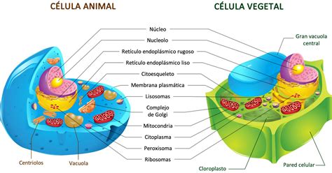 Células Vegetales Vs Células Animales Cuadros Comparativos E Imágenes