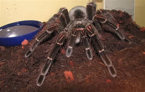 Worlds Biggest Spider Ever Seen ~ Myclipta