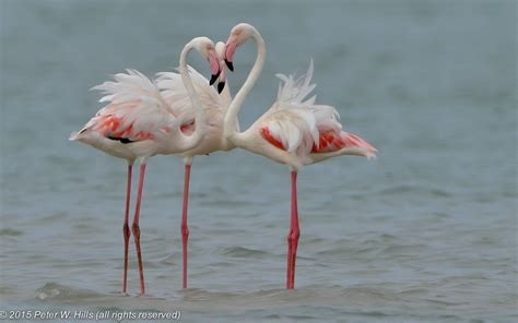 Flamingo Greater Phoenicopterus Roseus Head Meeting Cape West South
