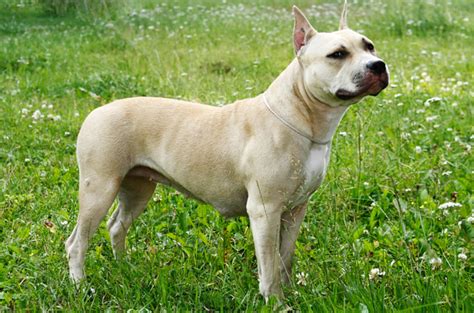Staffordshire terriers are friendly and. American Staffordshire Terrier