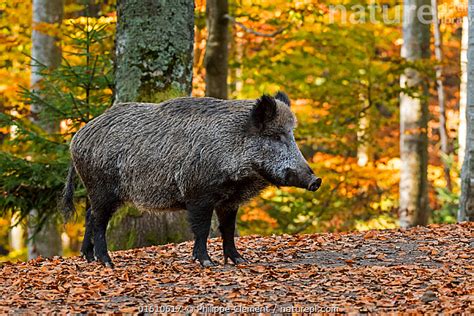 Stock Photo Of Wild Boar Sus Scrofa In Autumn Forest Bavarian Forest