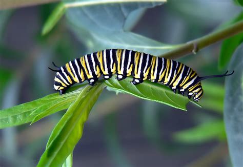 Caterpillar Of Monarch Bufferfly All Insects Change In Fo Flickr