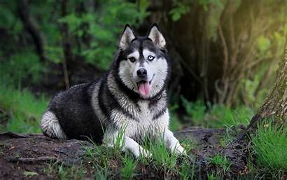 Husky Siberian Dog Forest Wallpapers Desktop Animal