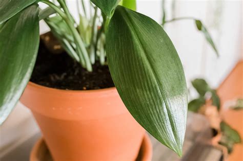 Cast Iron Plant Care And Growing Guide