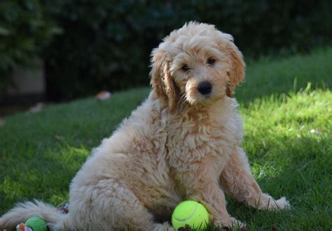 Use the search tool below and. Apricot Parti Goldendoodle Puppies for Sale - Vegas ...