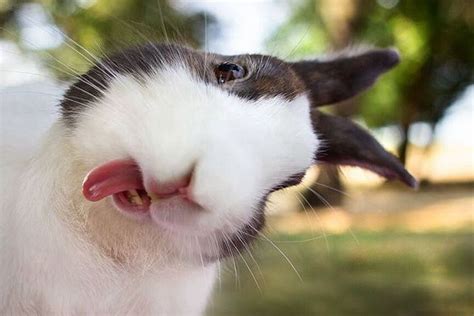 Adorable Silly Rabbit Just Makes Me Smile Fotos De Coelhos
