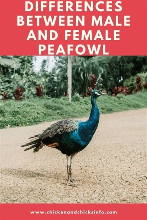 Difference Between Male And Female Peacocks With Pictures Chicken And Chicks Info