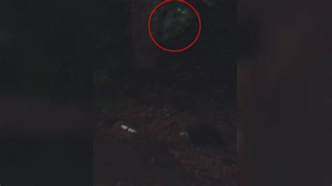 Crazy Unexplained Creature Sighting In North Carolina Woods Youtube