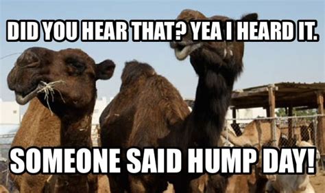 Pin By Joe Vaughn On Hump Day Camels Funny Meme Pictures Funny