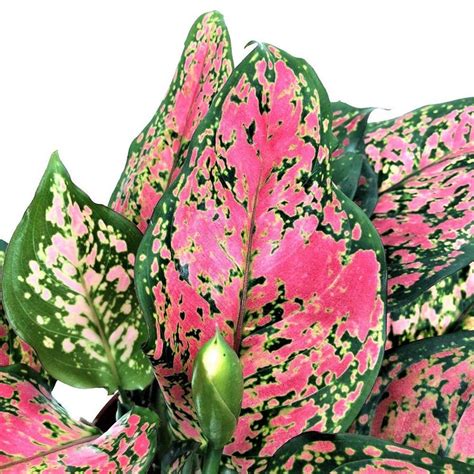 Aglaonema Chinese Evergreen Hot Pink