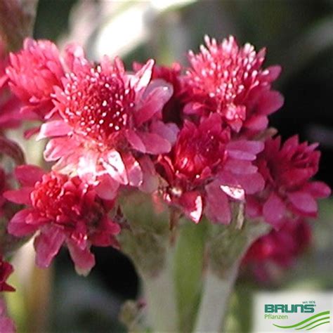 Antennaria Dioica Rubra Von Bruns Pflanzen