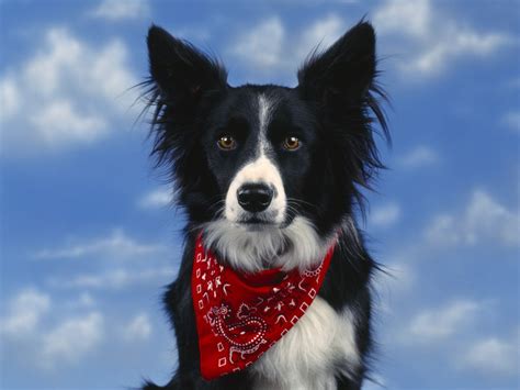 We did not find results for: Beautiful Border Collie on sky background wallpapers and ...