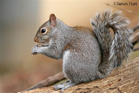 Tennessee Watchable Wildlife Eastern Gray Squirrel Hunted